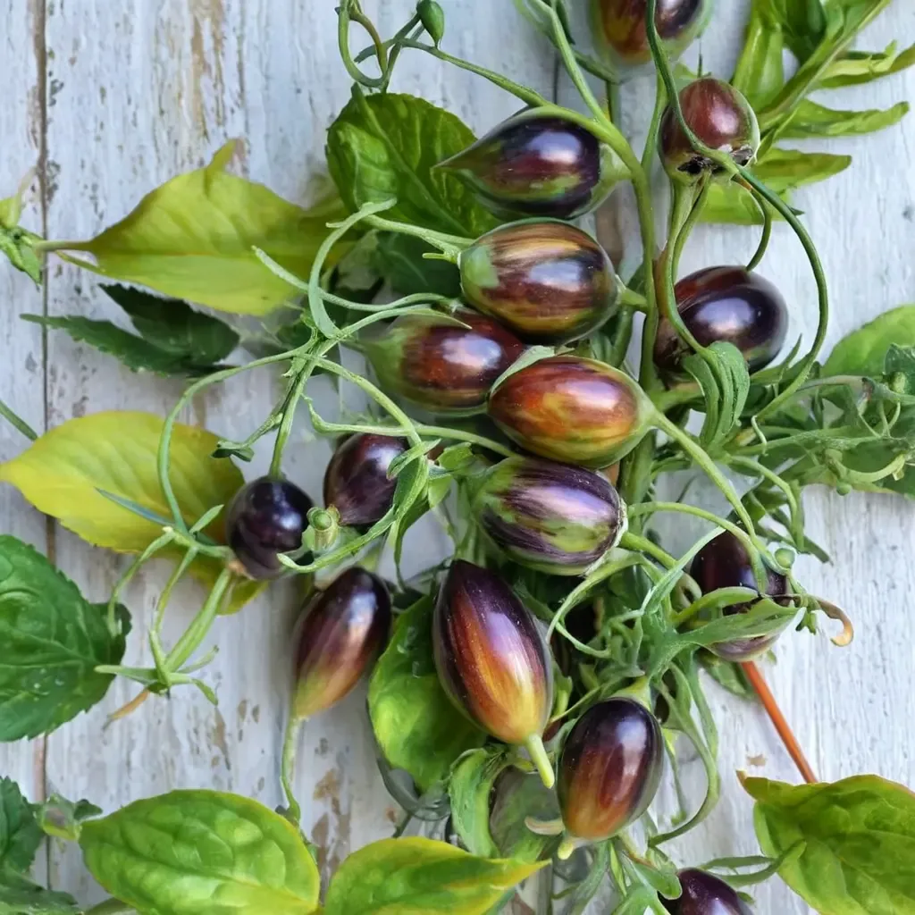 Atomic Grape Tomato