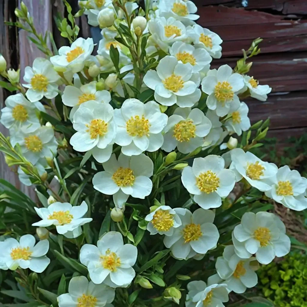Elizabeth Californian tree anemone
