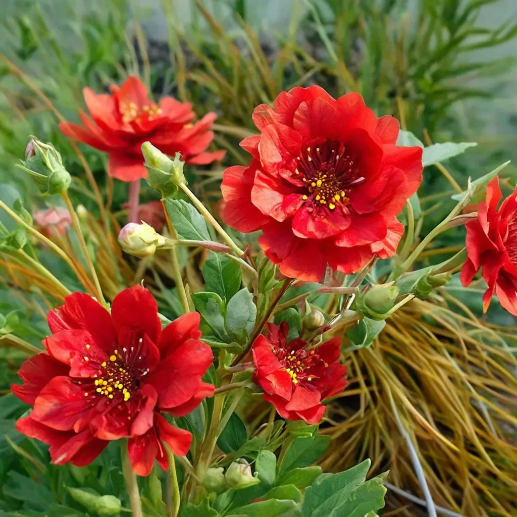 Red Dragon Avens
