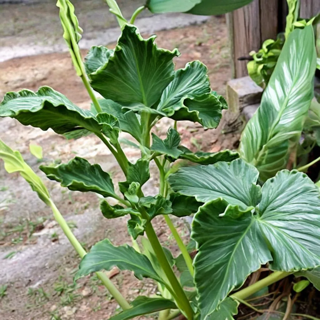 Crinkle Alocasia