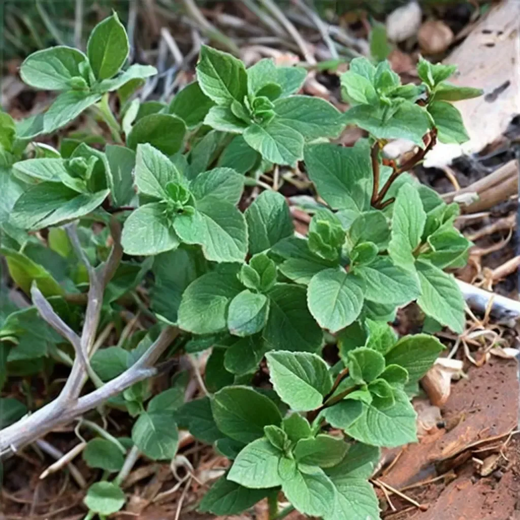 True Greek Oregano