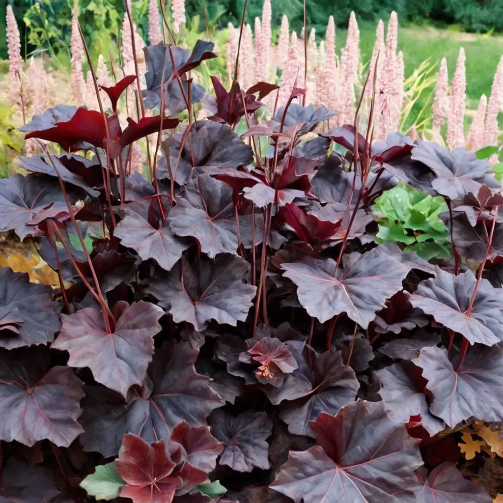 Obsidian Coral Bells