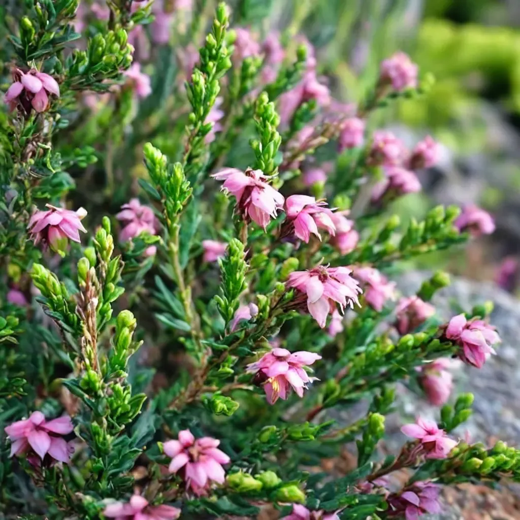 Furzey Heath