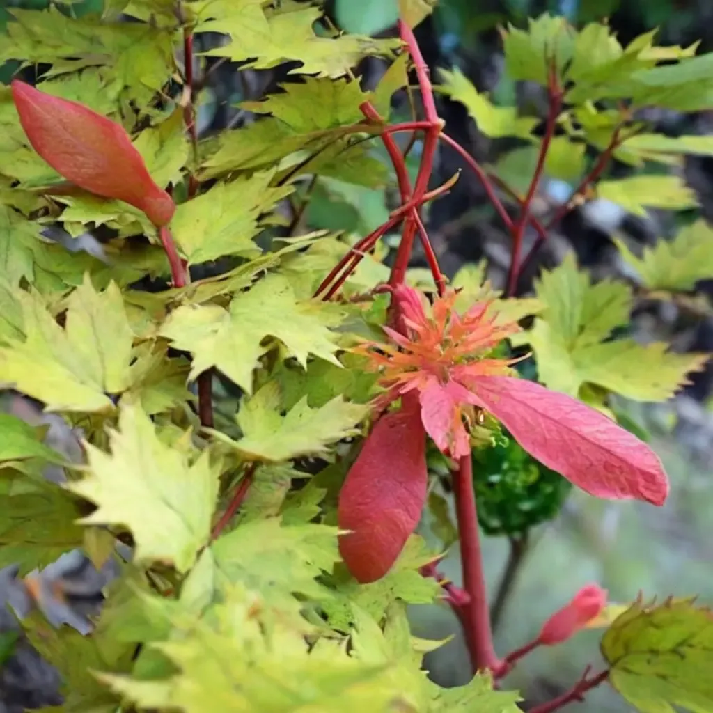 Wowee Japanese Maple
