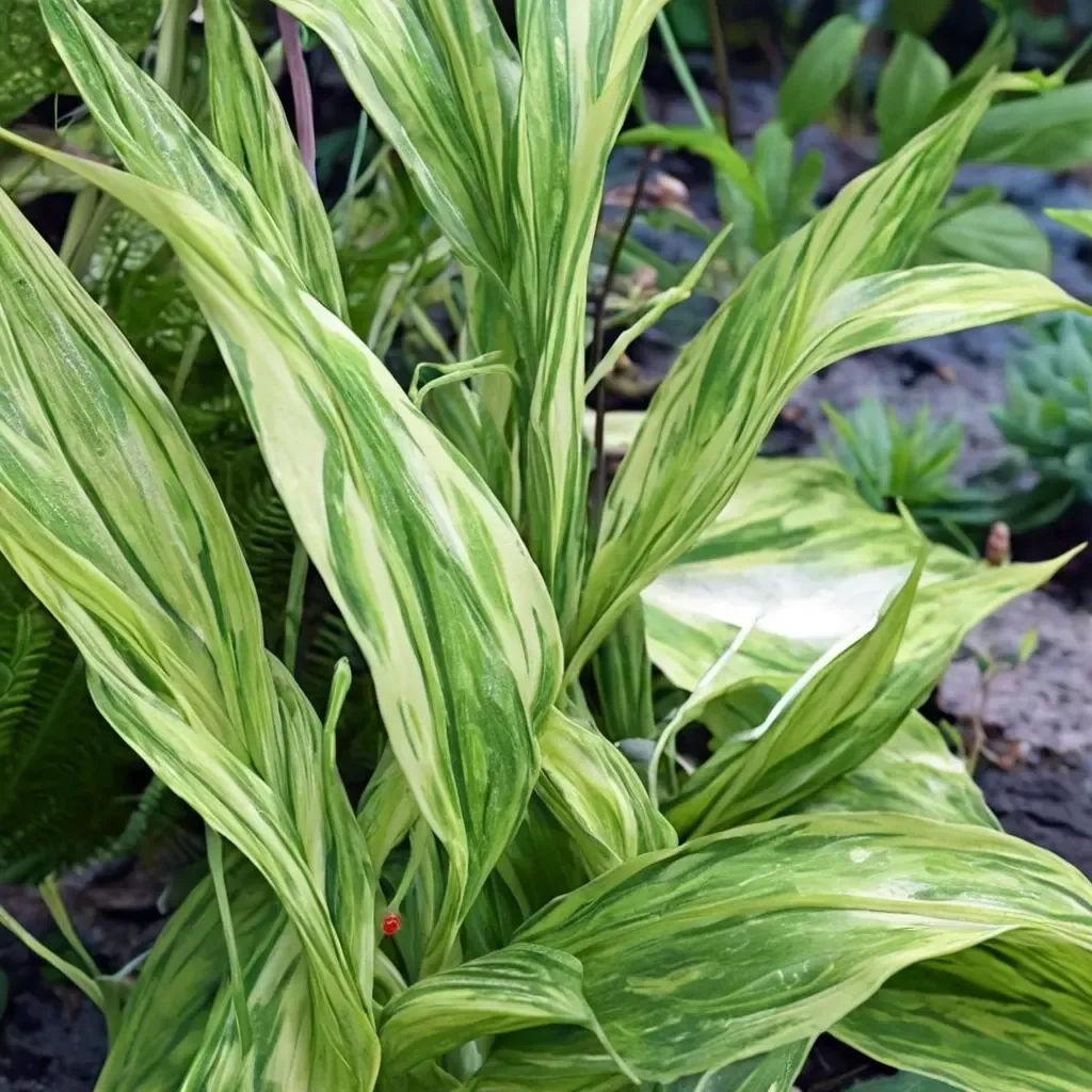 Variegated Myoga Ginger