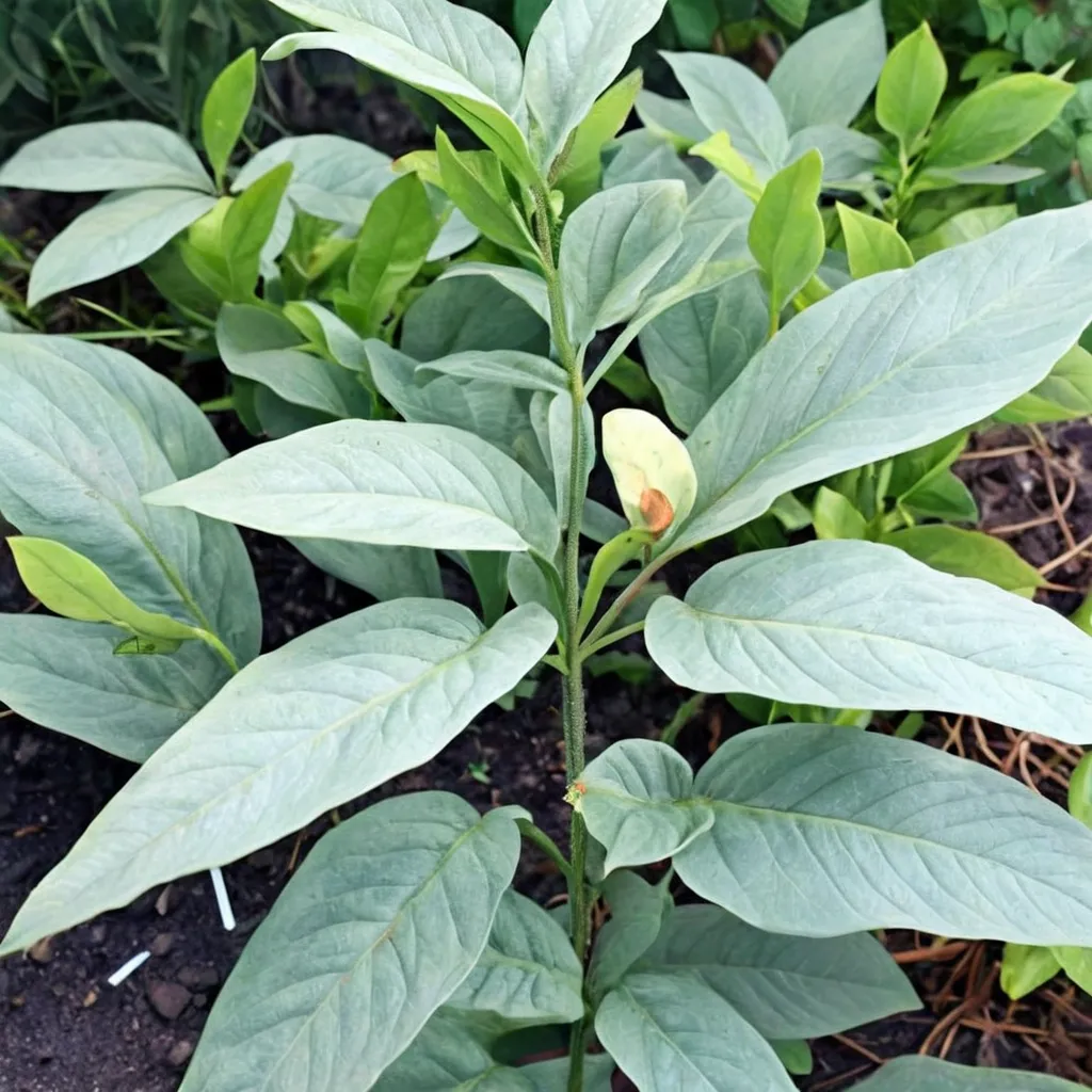 White Spathe Voodoo Lily