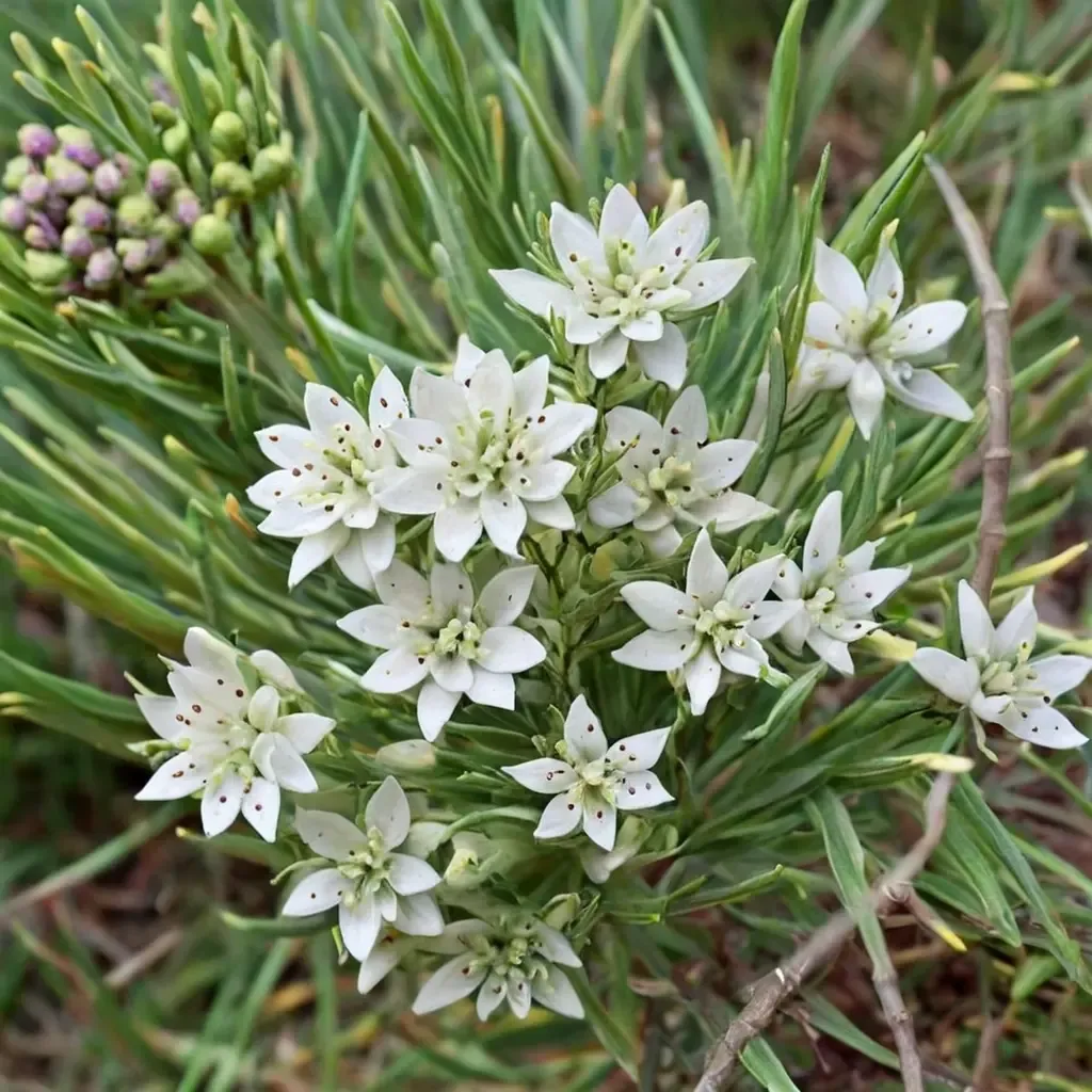 Pineneedle Milkweed