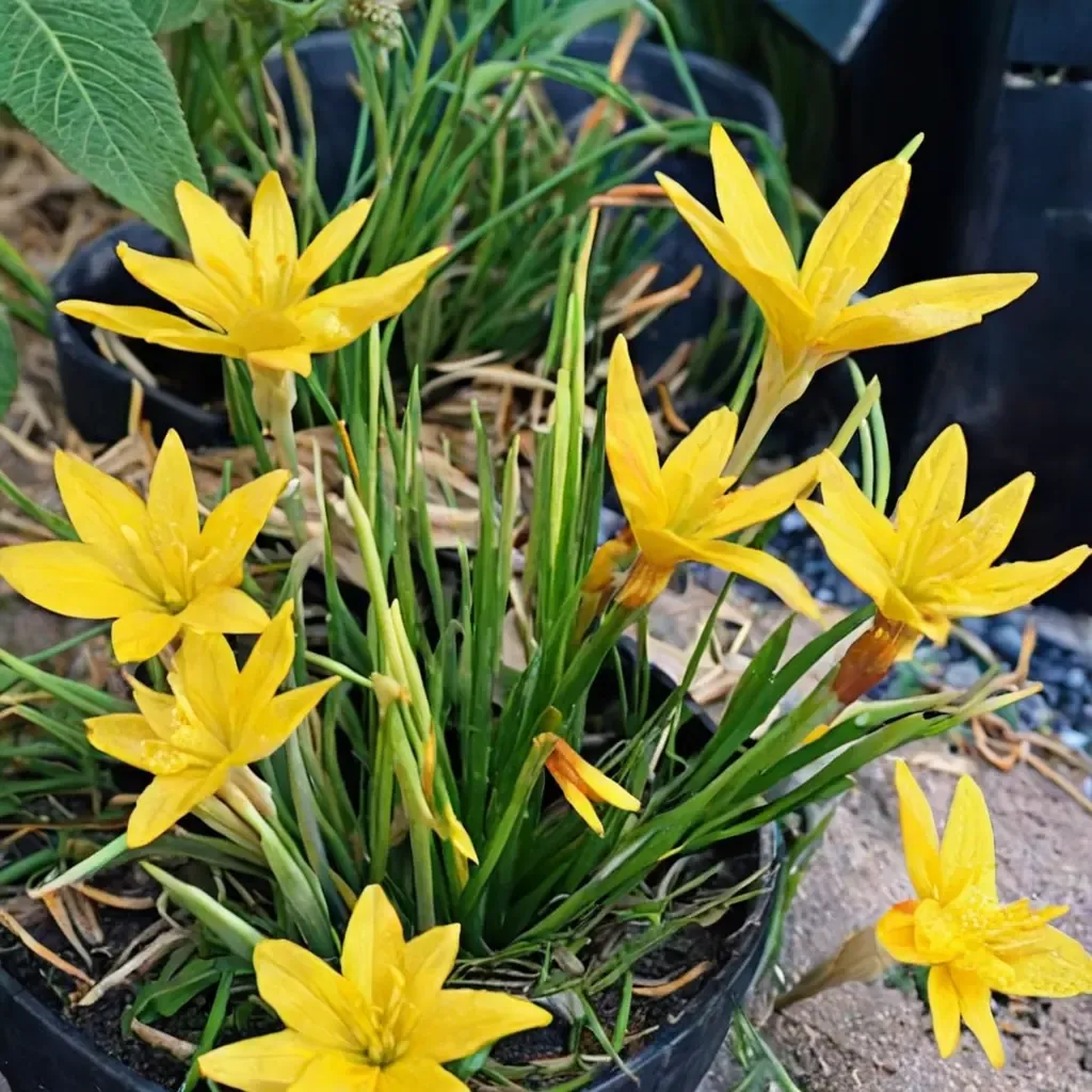Yellow Rain Lily