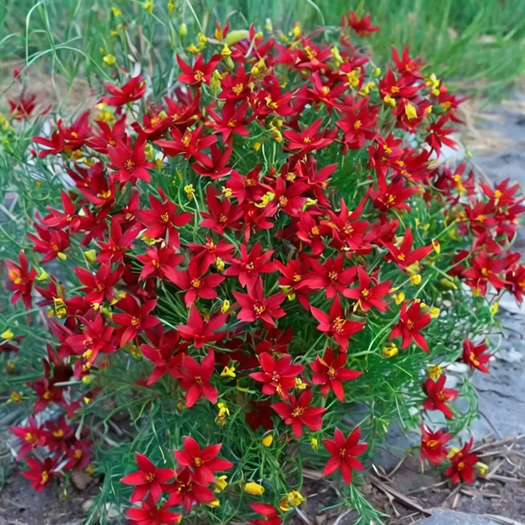 Hot Paprika Tickseed