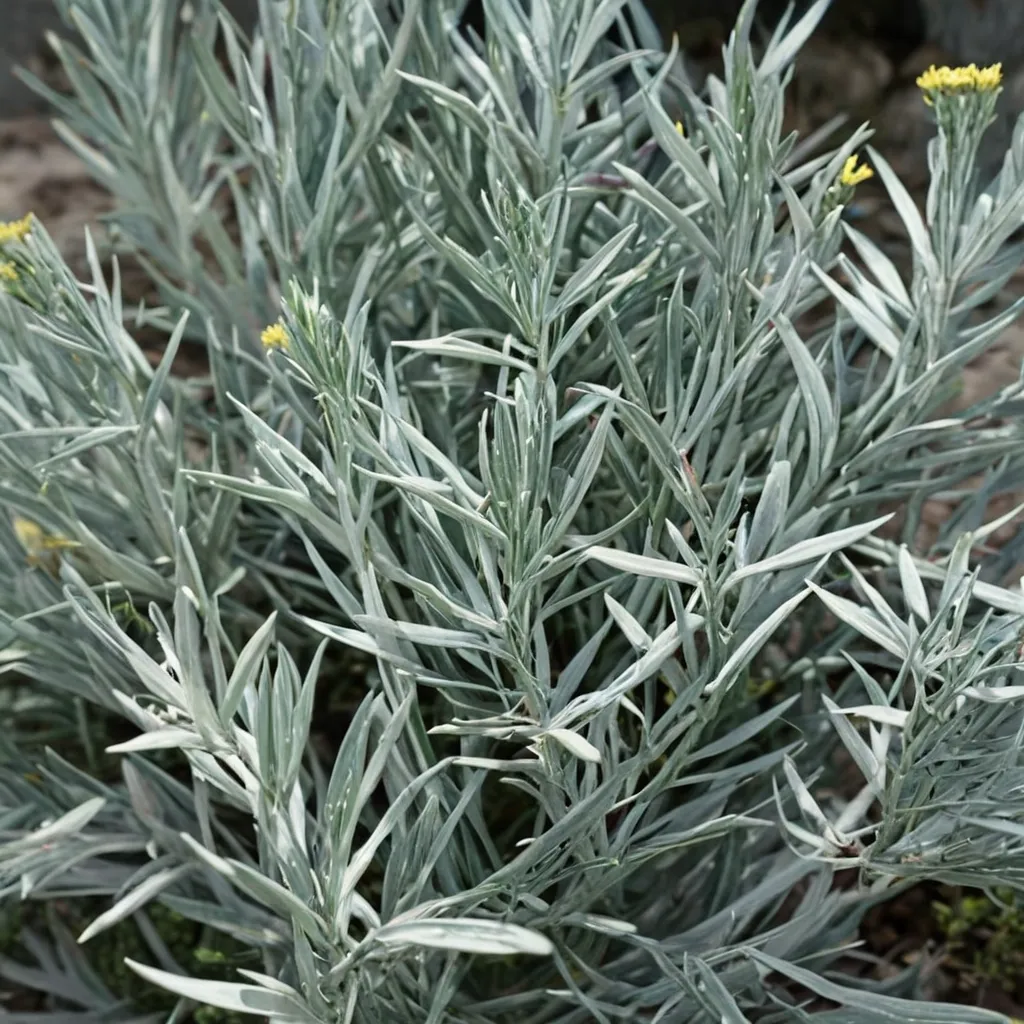 Licorice Plant