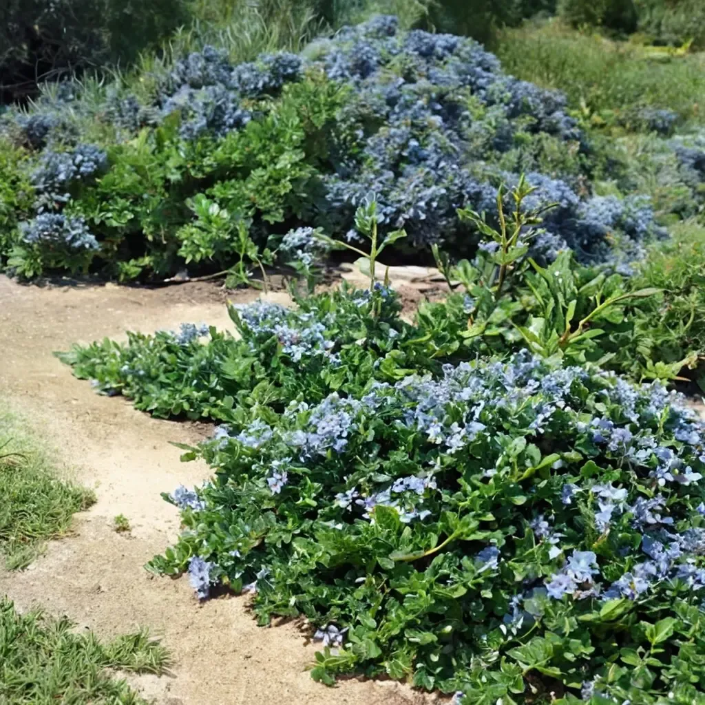 Yankee Point California Lilac