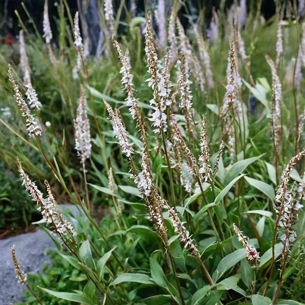 White Mountain Knotweed
