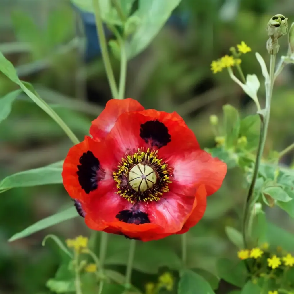 Flanders Poppy