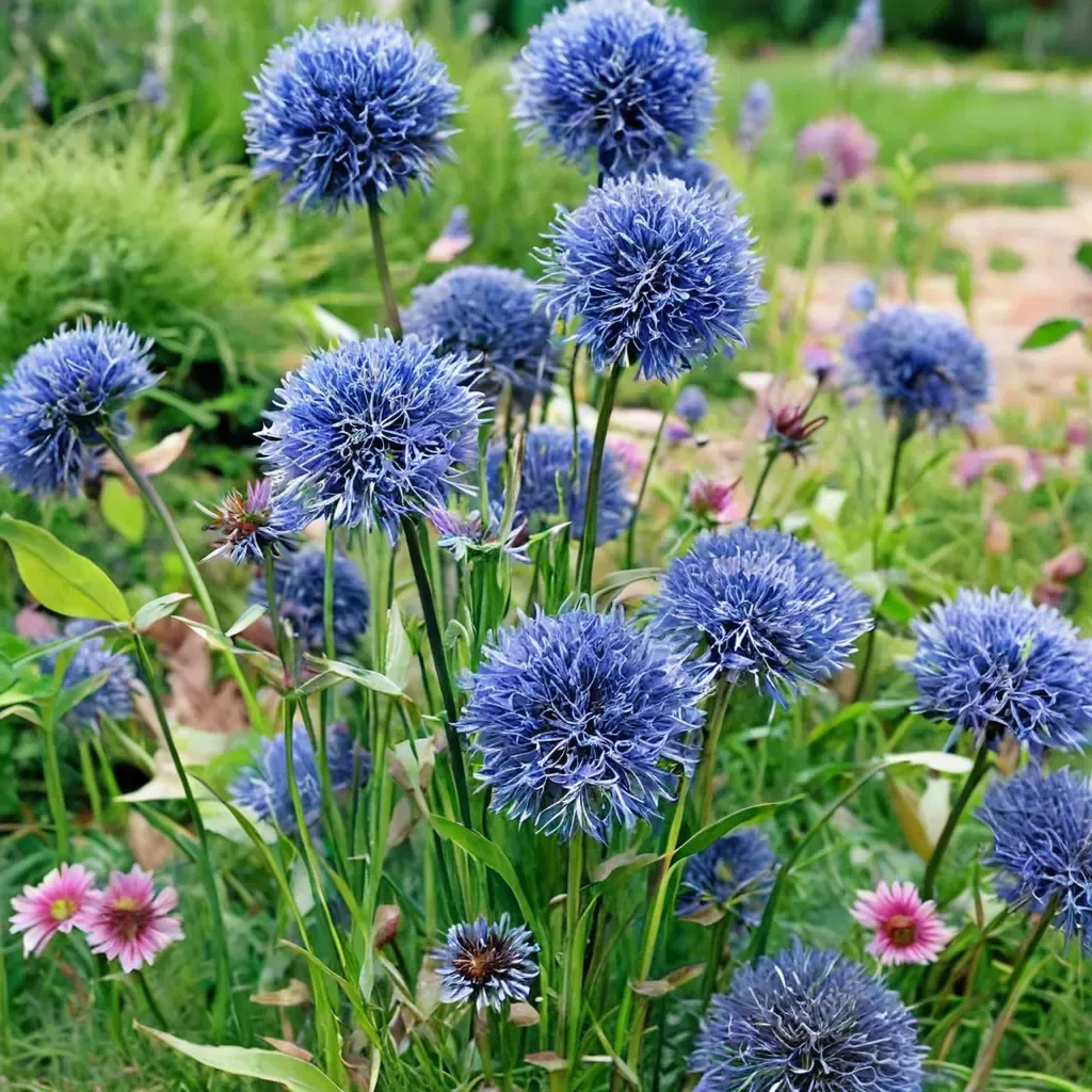 Blue Globe Onion