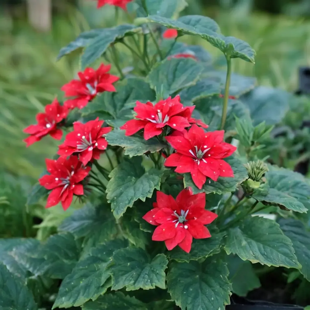 Homestead Red Verbena