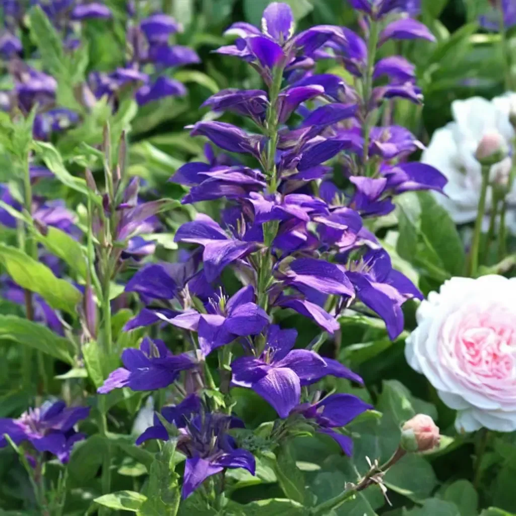 Brantwood Bellflower