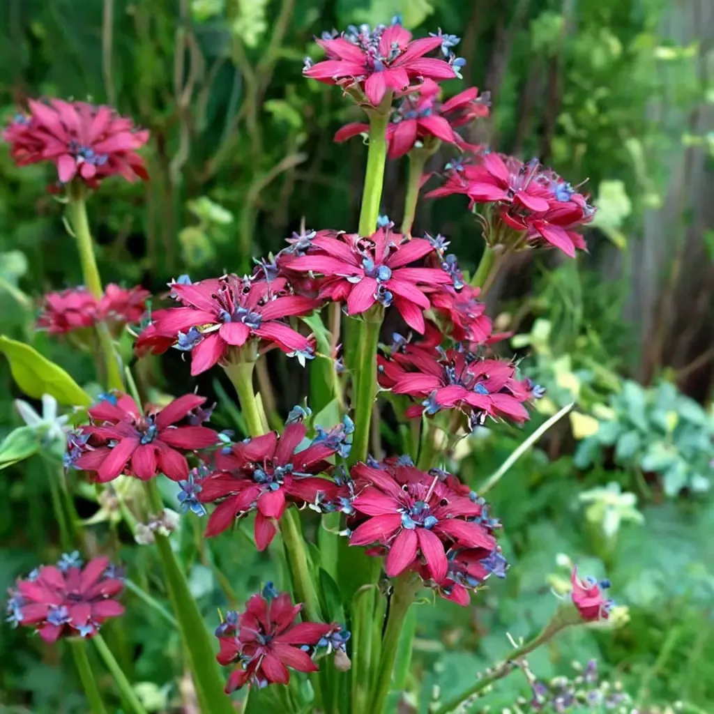 Drumstick Catchfly