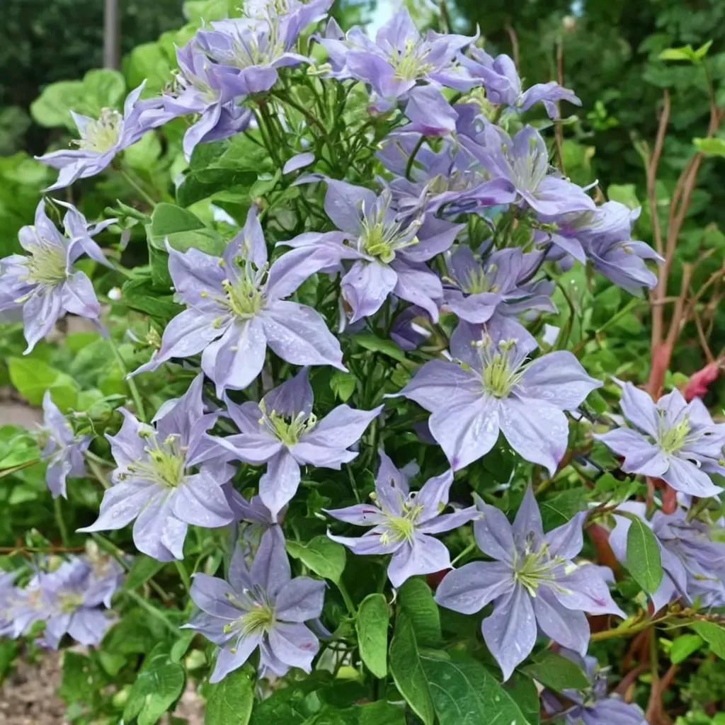 Prince Charles Clematis