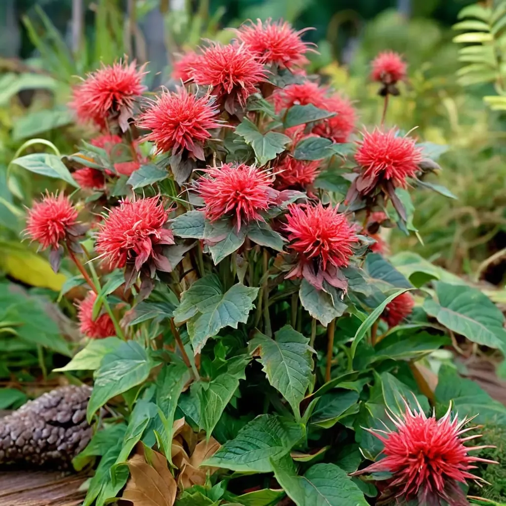Fireball Bee Balm