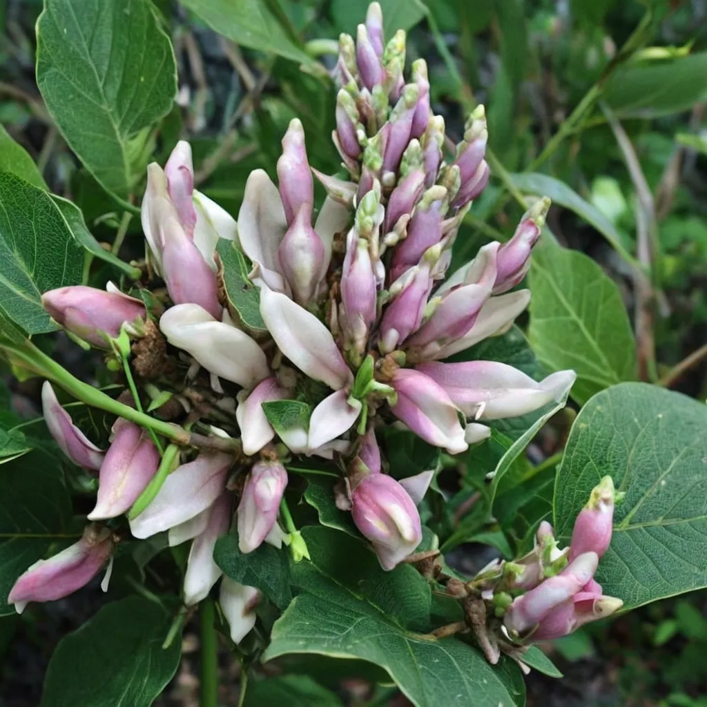 Price's Groundnut
