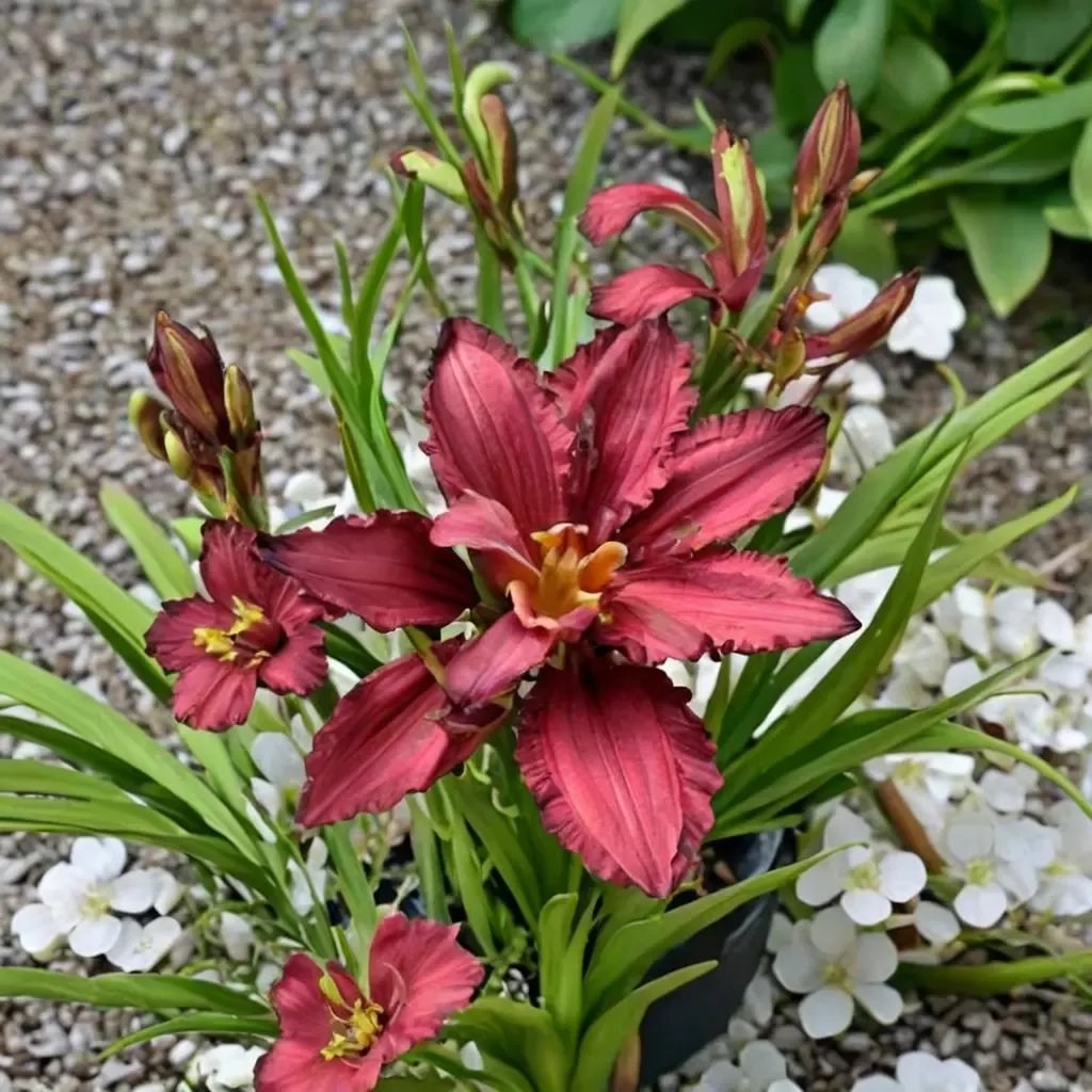 Double Pardon Me Daylily