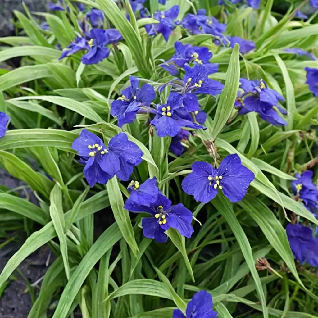 Zwanenburg Blue Spiderwort