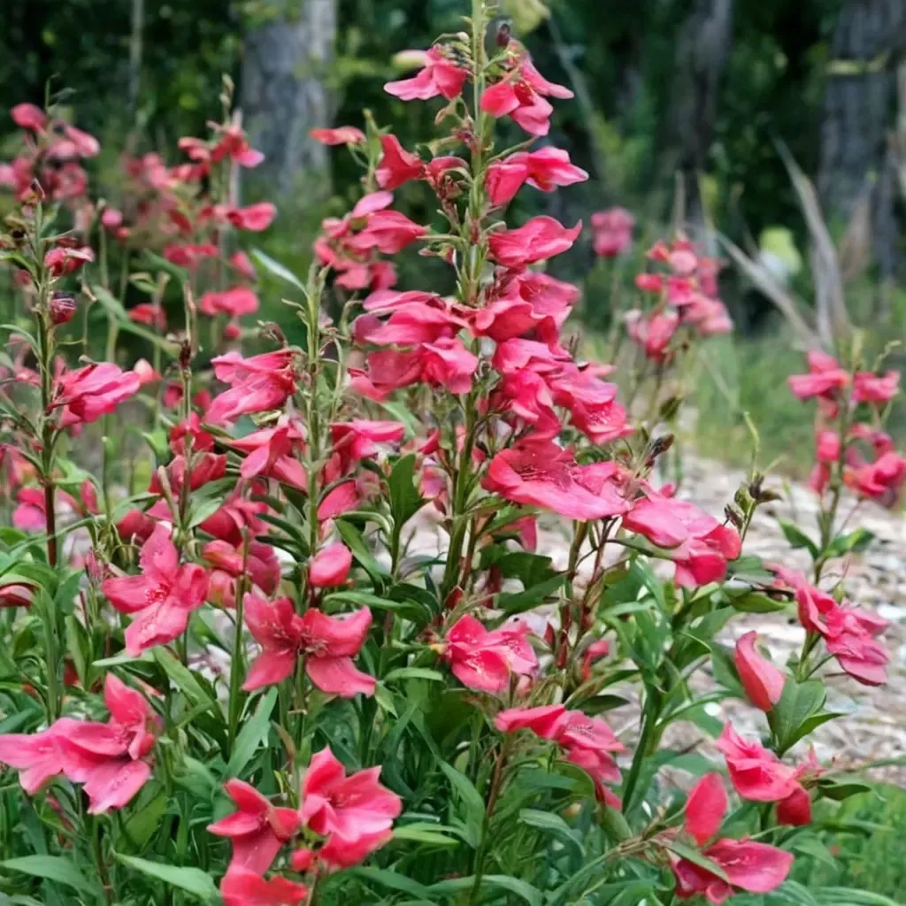 Firebird Beardtongue