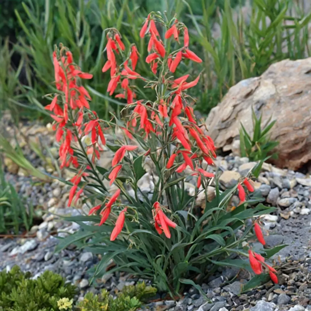 Scarlet Beardtongue