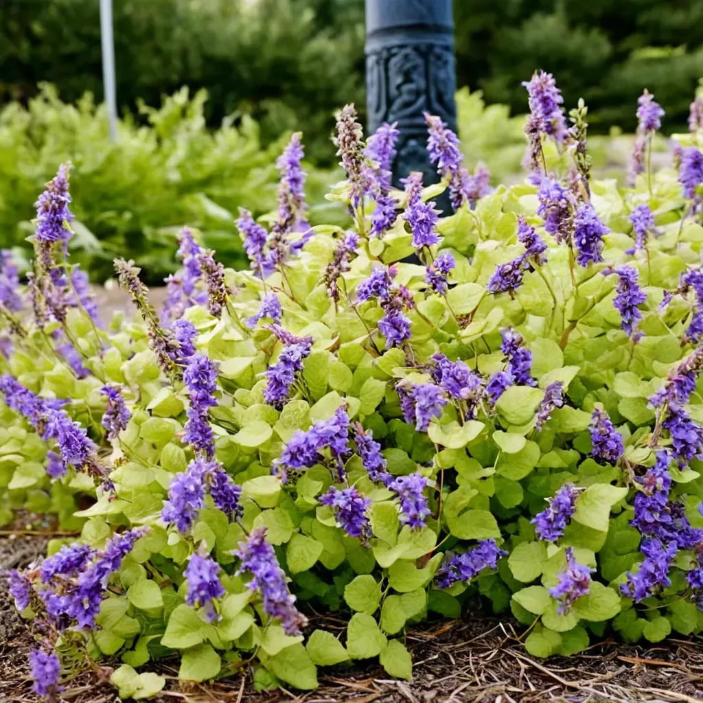 Chartreuse Catmint