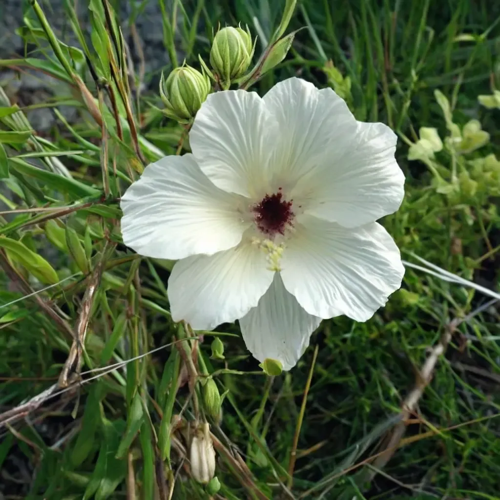 Neches River Rosemallow