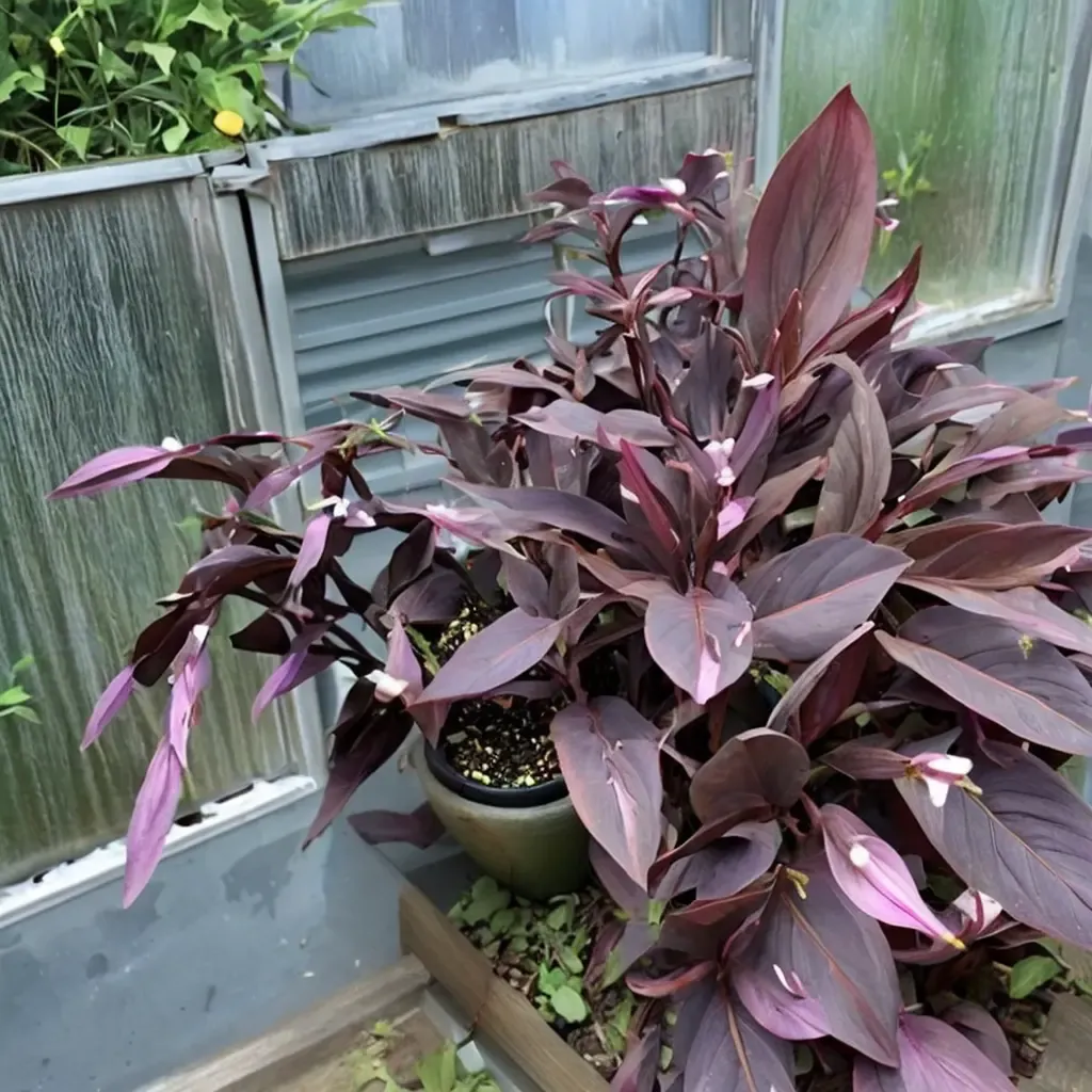 'Kartuz Giant' Purple Heart