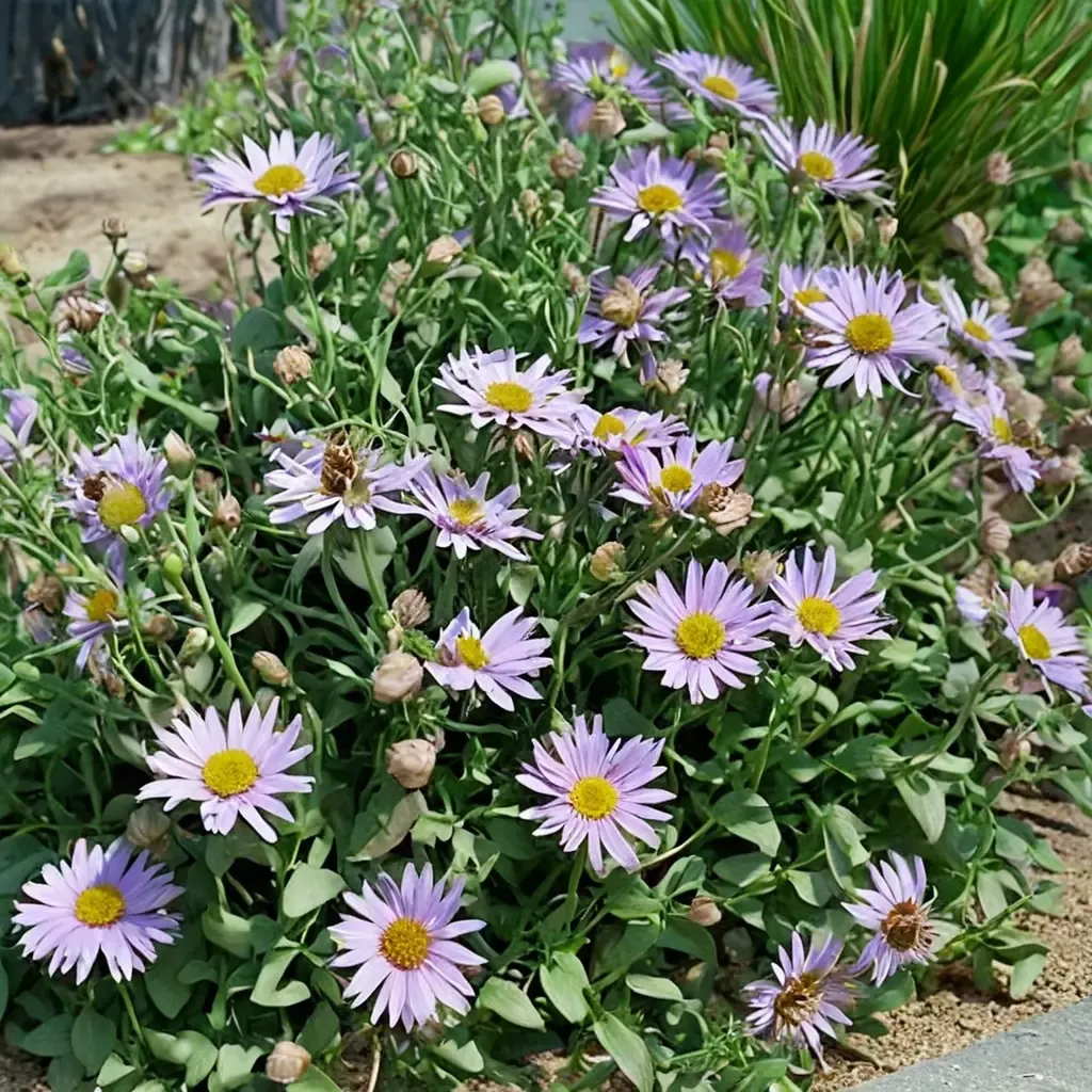 Wayne Roderick fleabane