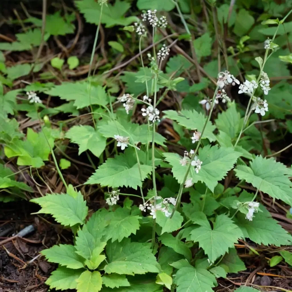 Three-leaf Foamflower