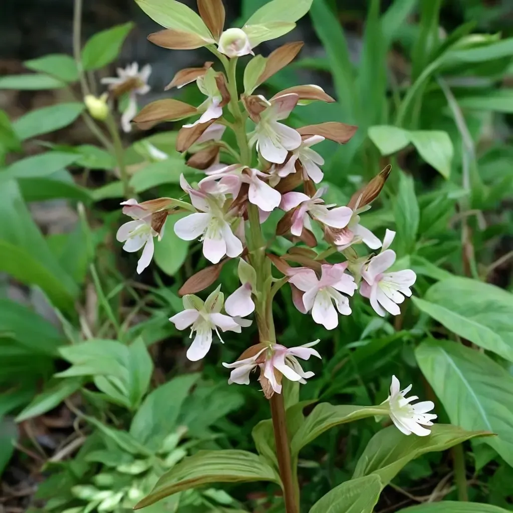 Hardy Orchid