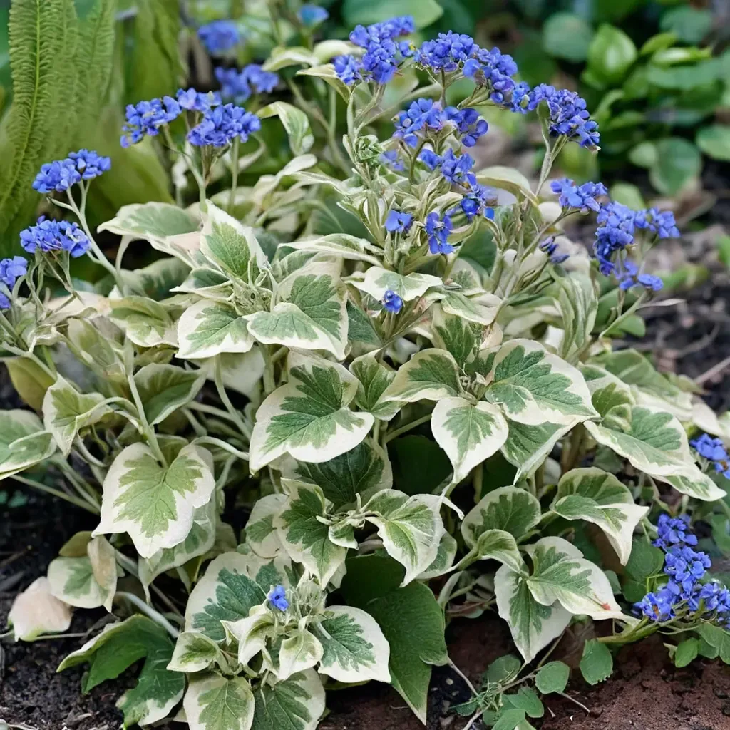 Variegated False Forget-Me-Not