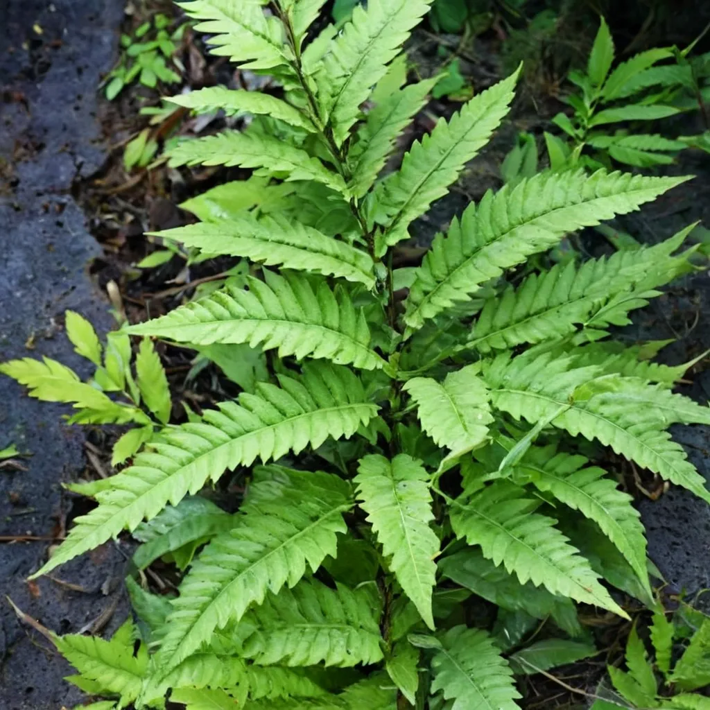 Alpine Wood Fern
