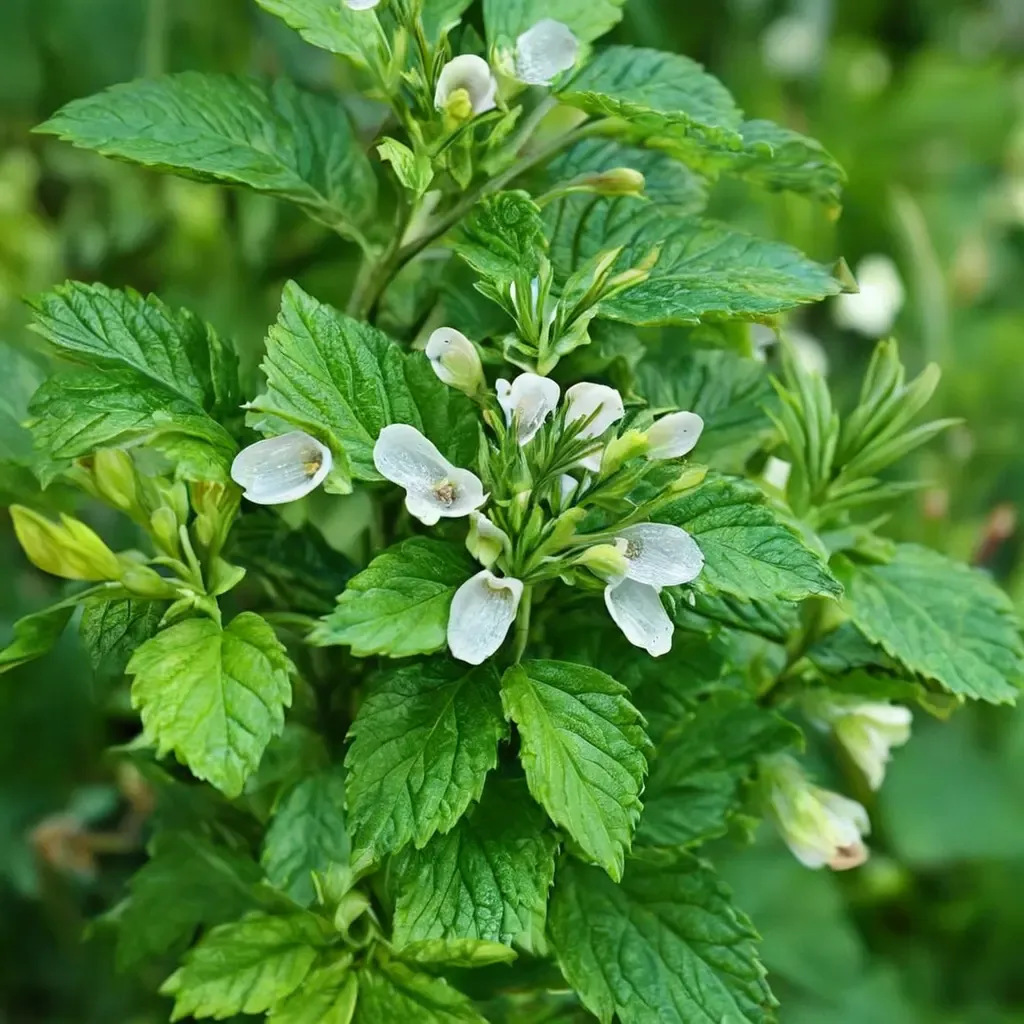 Lemon Balm
