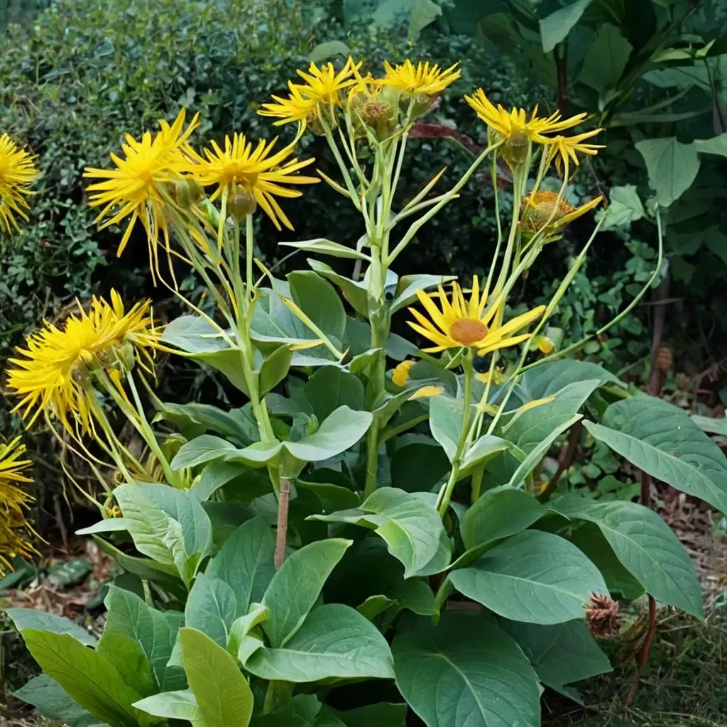 Giant Fleabane