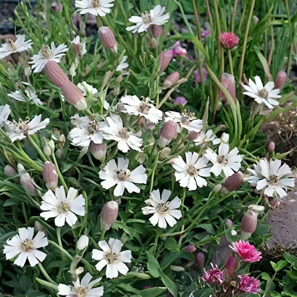 Sea Campion