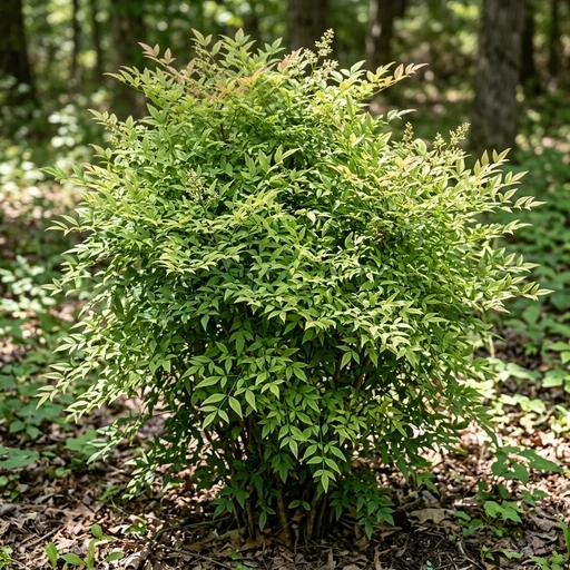 Compact Heavenly Bamboo