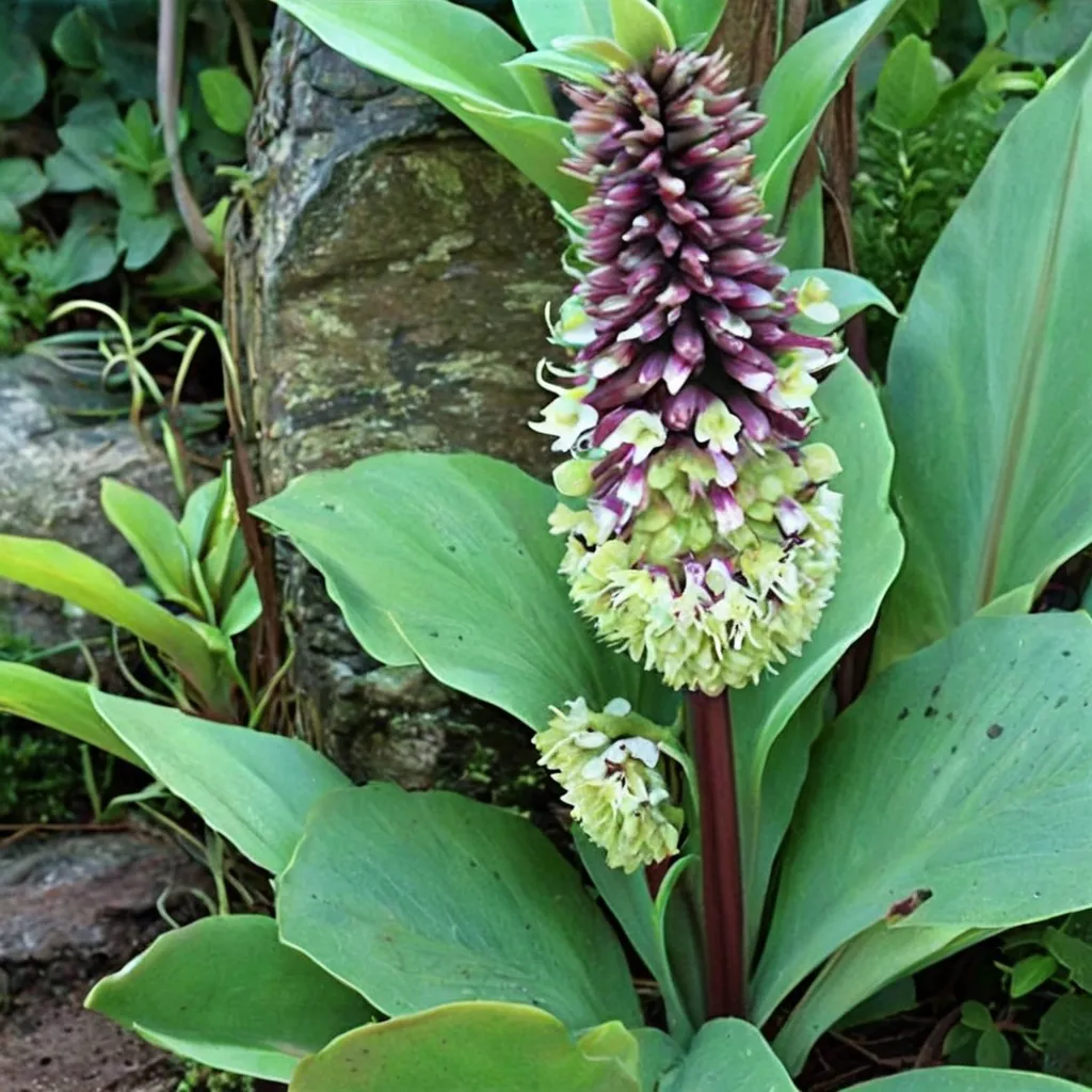 Dwarf Pineapple Lily
