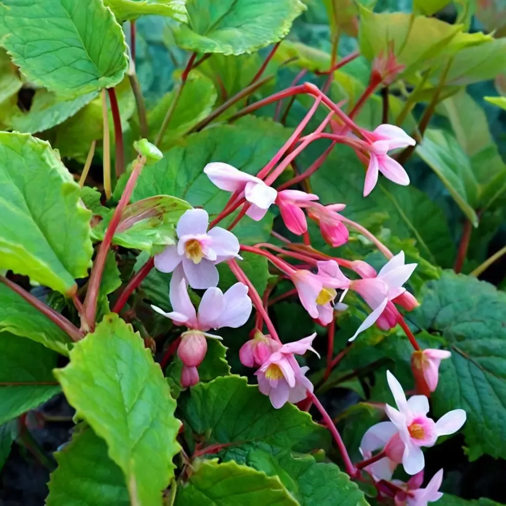 Heron's Pirouette Begonia