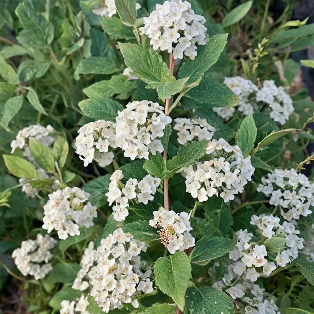Vanhoutte Spirea