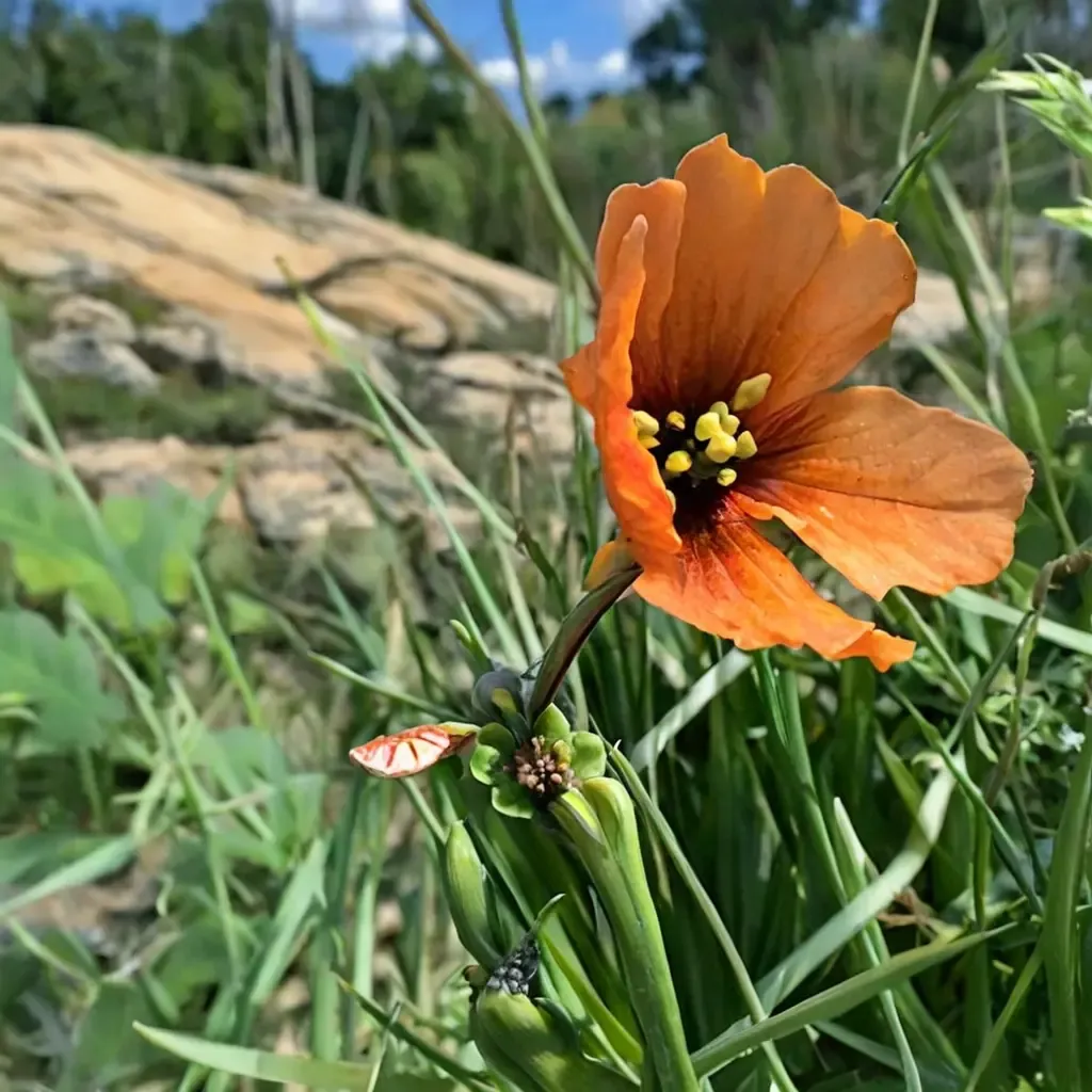 Wind Poppy