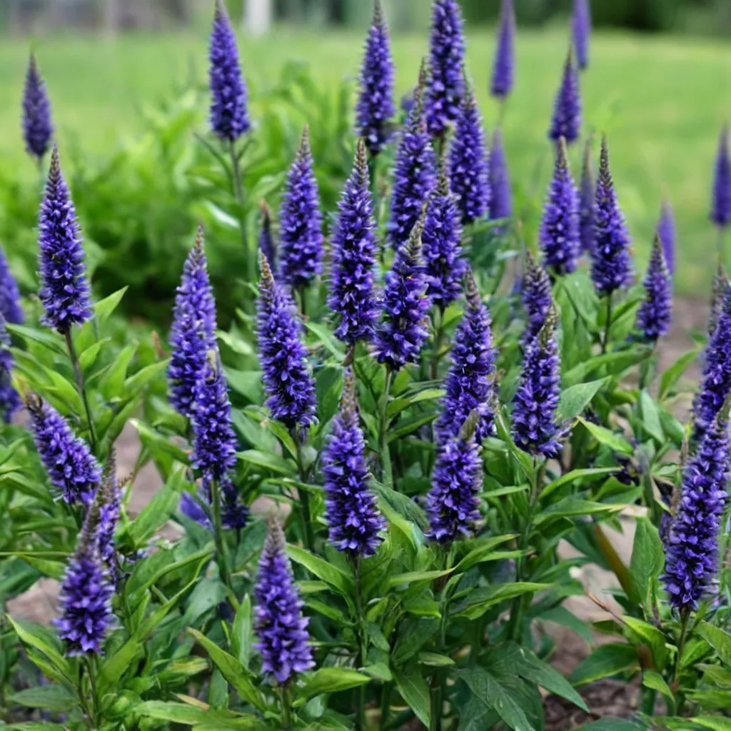 Royal Rembrandt Veronica