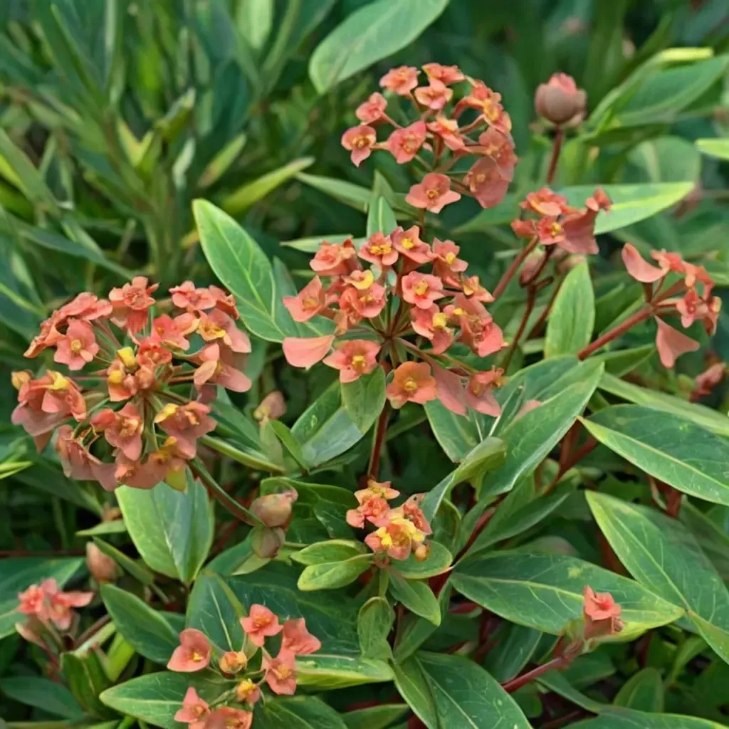 Griffith's Spurge