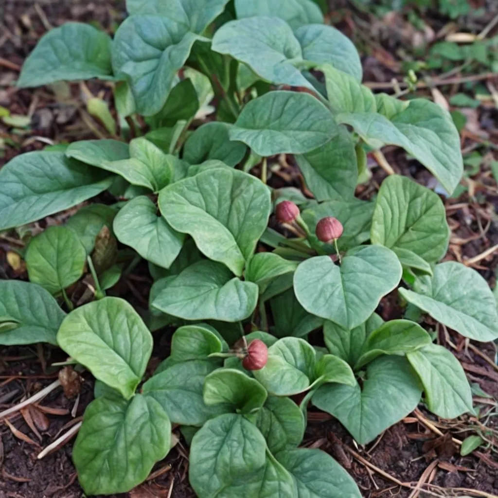 Asarum caulescens Coveralls