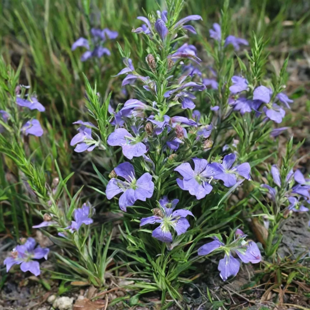 Engelmann's Sage
