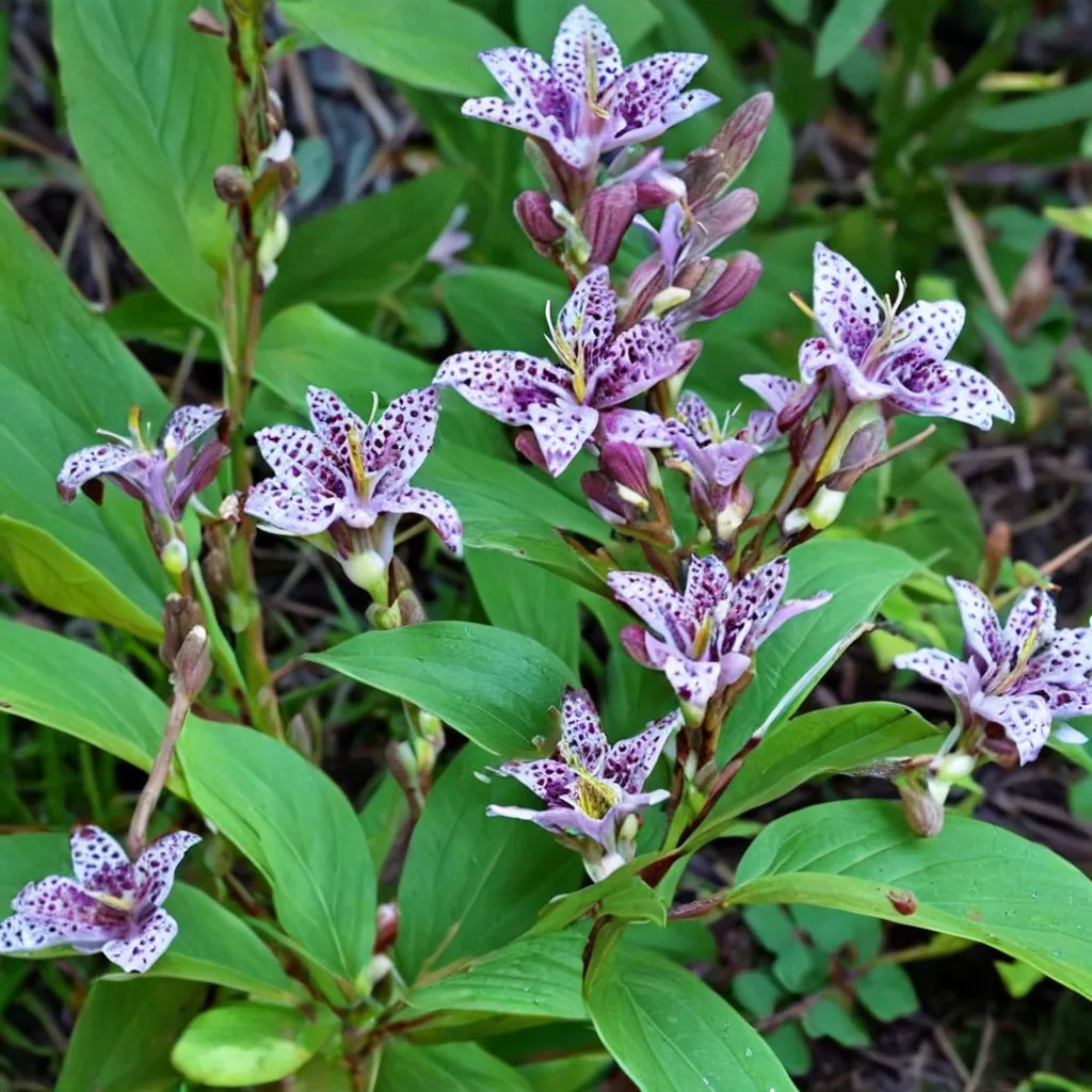Toad Lily