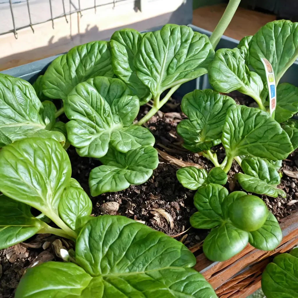 Tatsoi